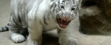 News from Nazihar It Solution Limited