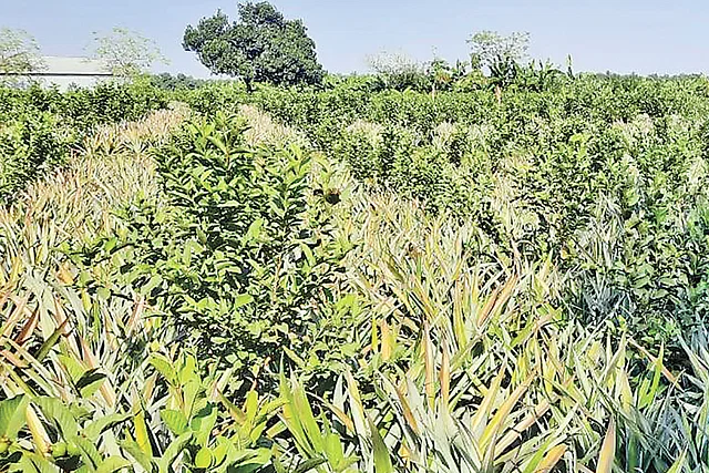 News from Nazihar It Solution Limited