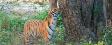 News from Nazihar It Solution Limited