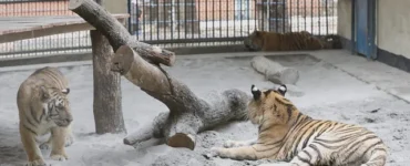 News from Nazihar It Solution