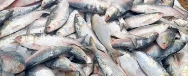 News from Nazihar It Solution