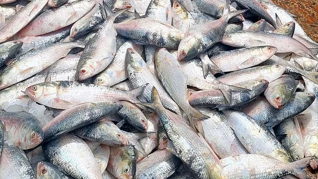 News from Nazihar It Solution