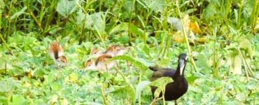 News from Nazihar It Solution